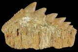 Fossil Cow Shark (Hexanchus) Tooth - Morocco #92621-1